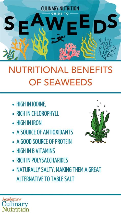 Seaweed Benefits How To Use Seaweeds