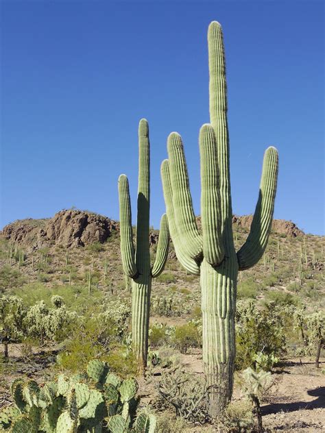 Cactus Saguaro Consejos Para Mi Huerto