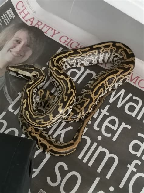 Labyrinth 66 Percent Poss Het Albino Burmese Python By Lp Burmese