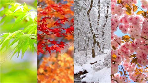 4 Seasons Nature Collage Several Footage At Different Time Of The Year