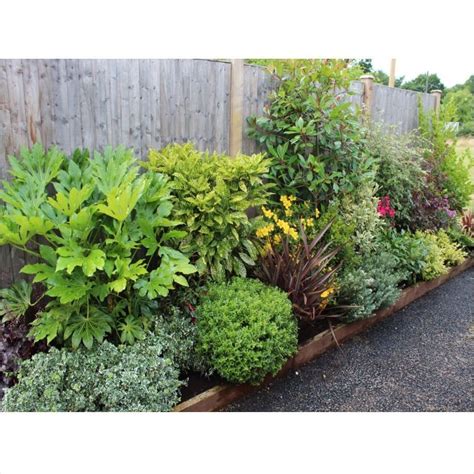 small evergreen perennials uk garden design ideas clever low maintenance border shrubs … low