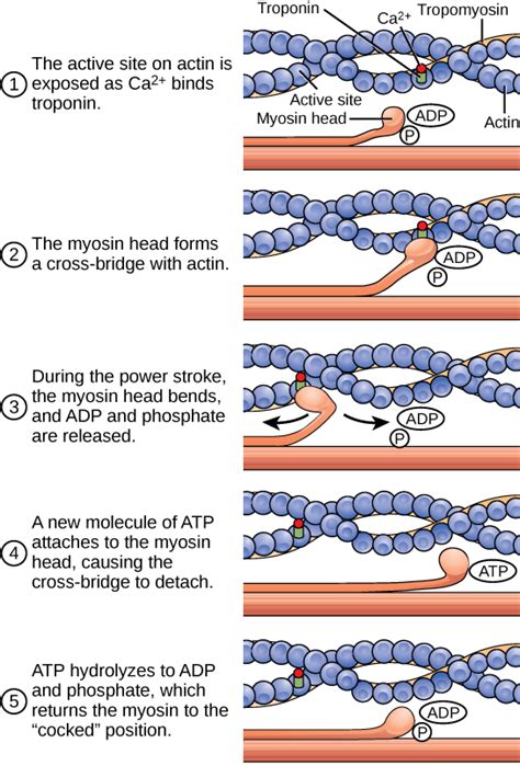 Muscle Contraction And Locomotion Boundless Biology