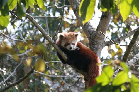 Poaching Leaves Red Panda On The Brink Of Extinction In Myagdi Nepal