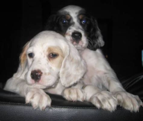 English Setter Puppies For Sale To Go New Price In Worthington