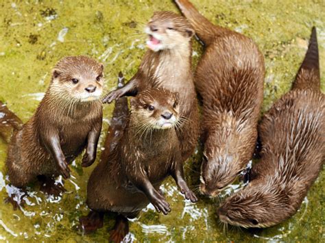 Otters Surprise Scientists By Learning How To Solve Puzzles From One