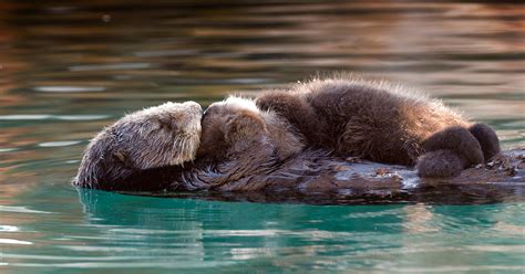 Southern Sea Otter Mother And Pup Wallpapers Monterey Bay Aquarium