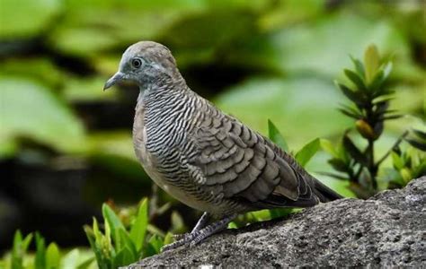 Status konservasi spesies ini adalah rentan. Download Suara Burung Perkutut Manggung Mp3 (Lokal dan ...