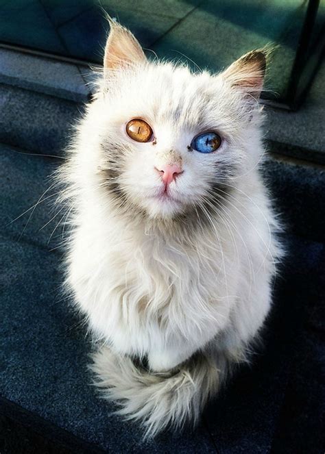 Los Ojos De Estos Gatos Tienen Todo Un Universo En Su Interior Tronya