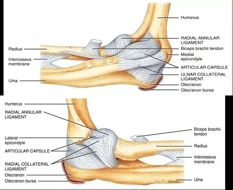 Elbow Anatomy Ligaments Elbow Anatomy Joints Anatomy Physiology