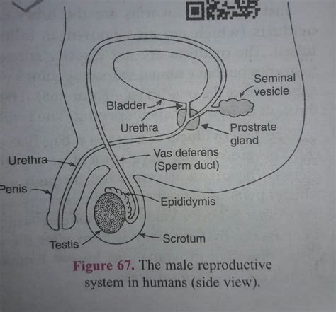 Male Reproductive System Diagram Without Labels