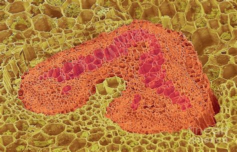 Dicotyledon Vascular Bundle Photograph By Steve Gschmeissnerscience