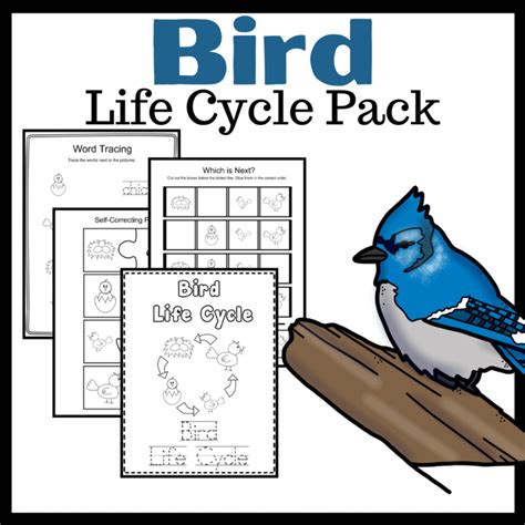 Life Cycle Of A Bird For Kids