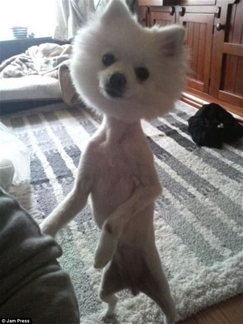 Owners Share Photos Of Their Dogs Disaster Haircuts Daily Mail Online