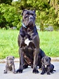 Cane Corso Puppies for Sale, Purebred | Dav Pet Lovers