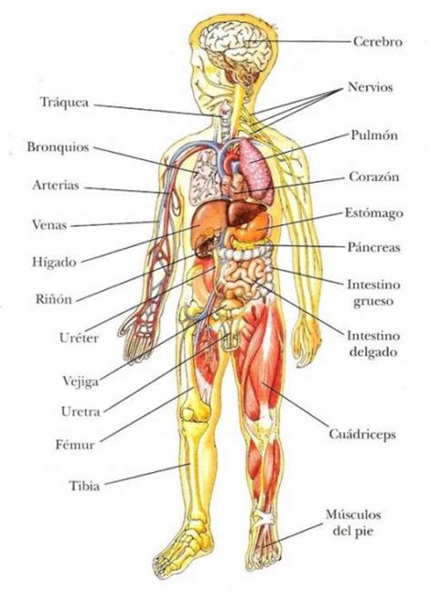 Cu Ntos Rganos Tiene El Cuerpo Humano