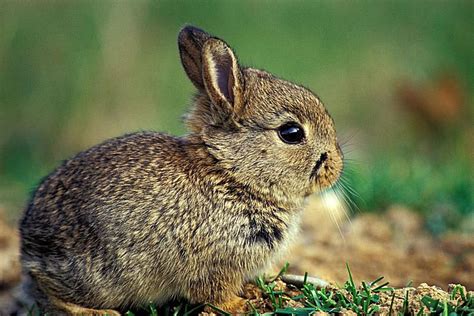 Facts About Lagomorphs