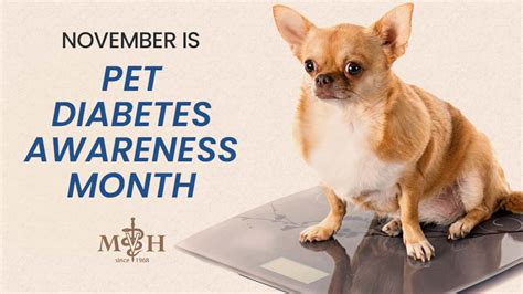 November Is Pet Diabetes Awareness Month Minnesota Veterinary