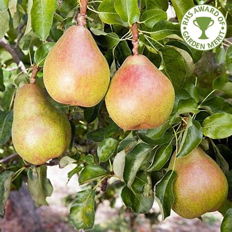 Doyenne Du Comice Pear Tree Buy Delicious Eating Pear Trees