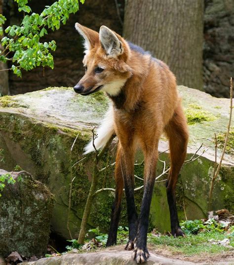 Did You Know This Strange Animal Named Maned Wolf Yodoozy