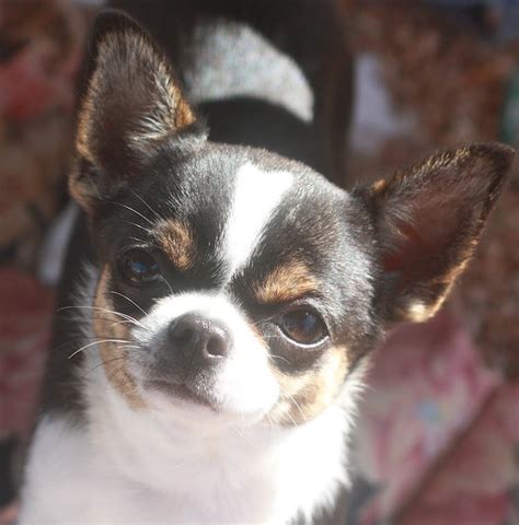 99 Apple Head Blue Teacup Chihuahua Puppies For Sale L2sanpiero