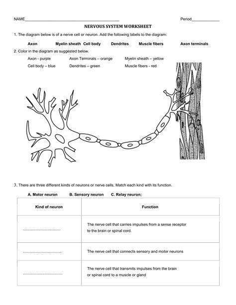 Printable Worksheet For Nervous System