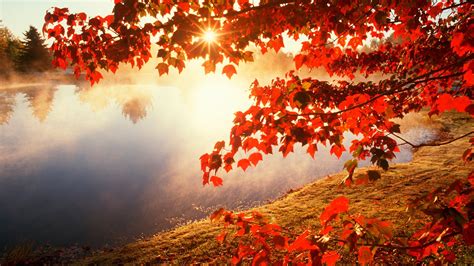 Wallpaper Sunlight Trees Fall Leaves Lake Water Nature Red