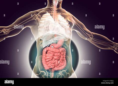 Human Body Anatomy With Highlighted Digestive System Computer