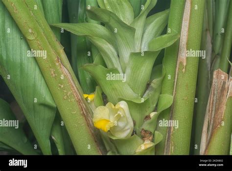 Blossom White Turmeric Flower Sprouting From The Stem Stock Photo Alamy