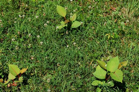 What you have to do if it on your land, or your rights if it is on a neighbours land. How to Kill Japanese Knotweed by Choking It Out