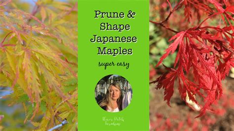 Prune And Shape Japanese Maples Super Easy And Effective Youtube