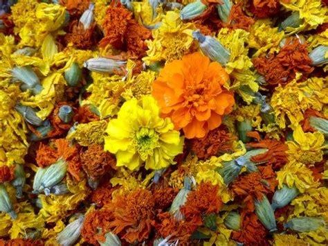Marigold petals are a wonderful addition to pot pourri and make. Dried marigold flowers for natural dyeing ready to ship ...