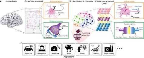 Neuromorphic Computing Inspired By The Human Brain A Schematics Of