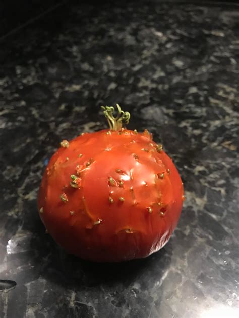 The Seeds In This Tomato Started Sprouting Rmildlyinteresting