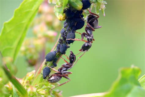 Welchen schaden richten ameisen im garten an? Ameisen | Umweltberatung Luzern