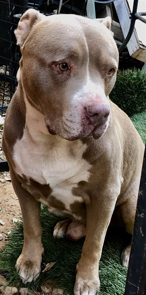 The american pit bull terrier (apbt) is a dog breed recognized by the united kennel club (ukc) and the american dog breeders association (adba), but not the american kennel club (akc). American Pitbull Terrier for Sale in Arizona - Surprise ...