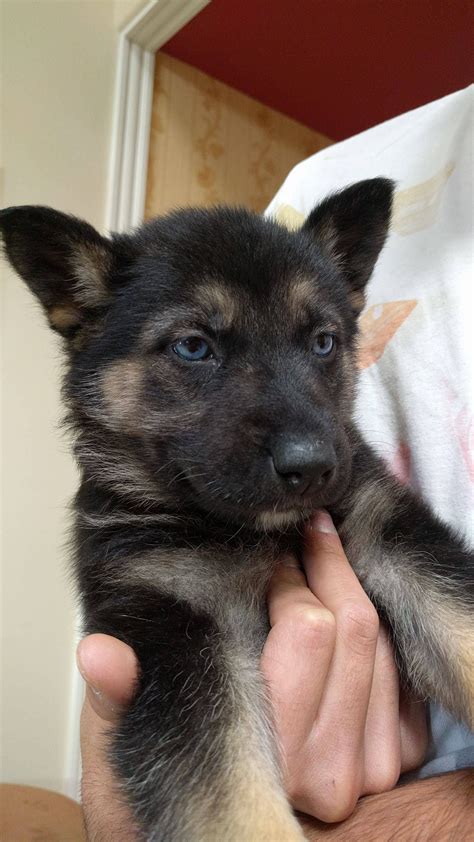 13 German Shepherd Husky Mix Puppy For Adoption References Alexander