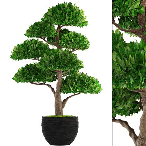 Bonsai Tree 3d Model Cgtrader