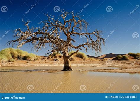 Tree Inside Water In Desert Landscape Of Namib Stock Photo Image