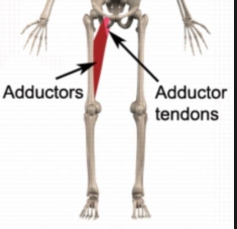 The muscle ends in tendons and the tendons plug the muscle into bones. How to Treat Adductor Tendonitis | The Art of Manliness