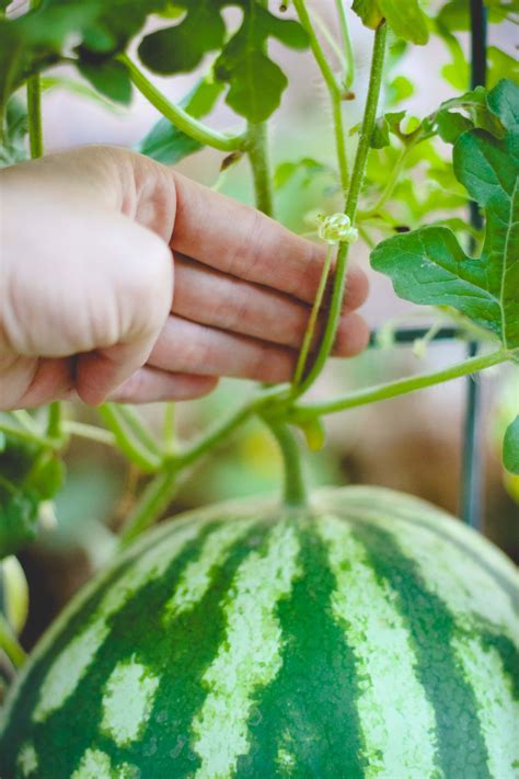 You anticipate a sweet, crisp watermelon flesh with that marvelous flavor, then you open the rind to find mush, fibrous sometimes hollow cavity that has no taste and is only good for feeding to. When to Harvest a Ripe Watermelon - Weed 'em & Reap