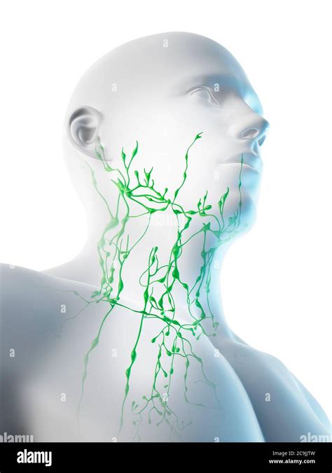 Lymphatic System Of Neck And Head High Resolution Stock Photography And