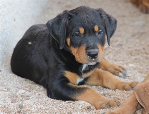 Pitweiler, American Pit Bull Terrier and Rottweiler Mix - SpockTheDog.com