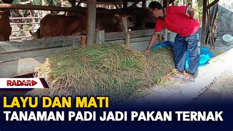 Layu Dan Mati Tanaman Padi Jadi Pakan Ternak Radar Tv Mattep Nihan