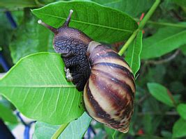 Instituto Ecomaris Caramujo Africano Achatina Fulica