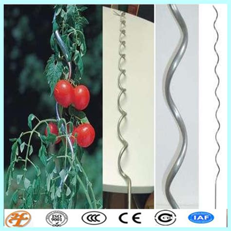 Stainless Steel Plant Support Tomato Spiral Stakes Purchasing Souring