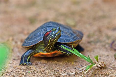 Red Eared Slider Turtle Popular Pets That Pose A Significant Threat