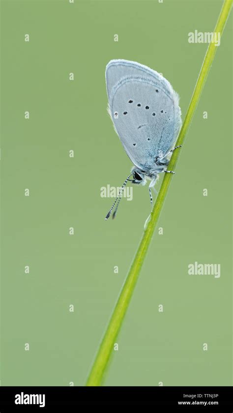 Small Blue Butterfly Cupido Minimus Roosting On A Grass Stem Taken