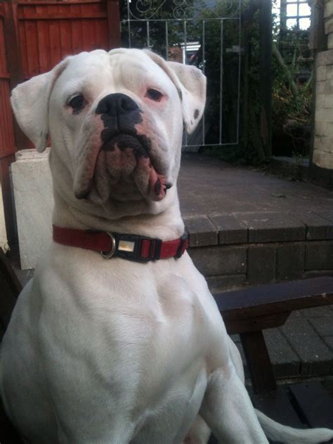Boxer Cross American Bulldog Derby Derbyshire Pets4homes