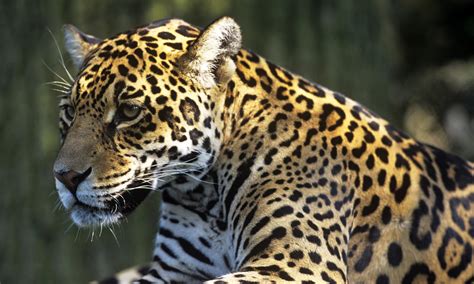 Rainforest Animals List What Animals Live In The Amazon Rainforest