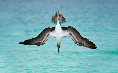 Blue Footed Booby Diving Into The Sea